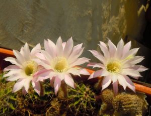 Cactus in fiore_Metafora di bellezza ed armonia che emergono da un contesto di spine_Convento dei Cappuccini in Mesagne